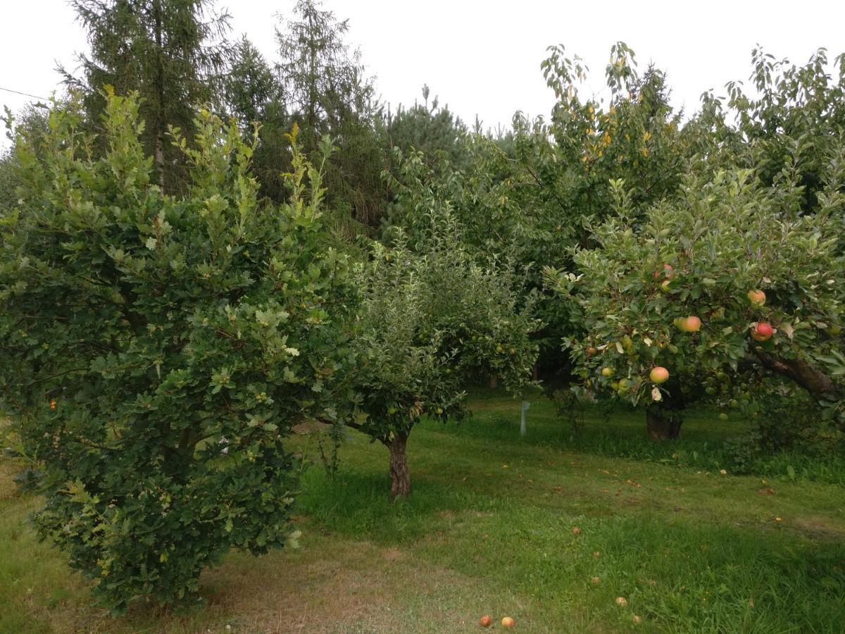 Bialy Lug Agroturystyka Pod Czarna Sosna מראה חיצוני תמונה